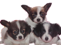 パピヨンの成長の違い